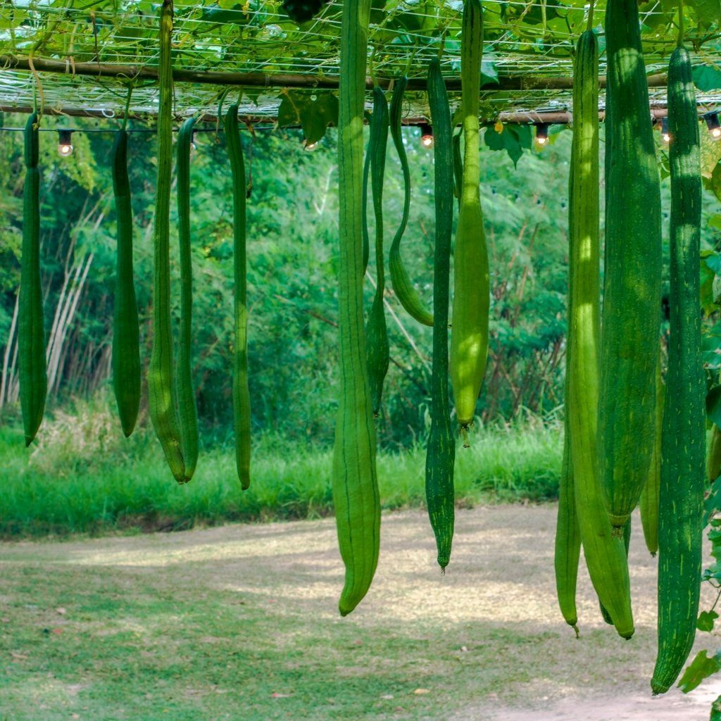 Luffa Gourd - Smooth Extra Long seeds - Happy Valley Seeds