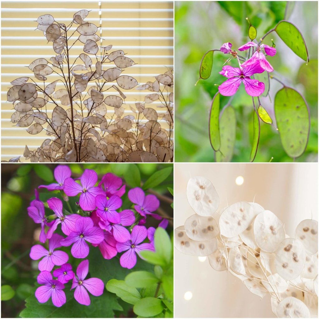 Lunaria Biennis Honesty Mixed seeds - Happy Valley Seeds