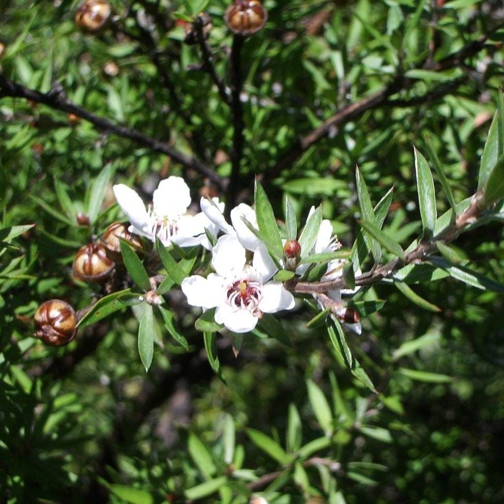 Manuka Honey Tea Tree seeds