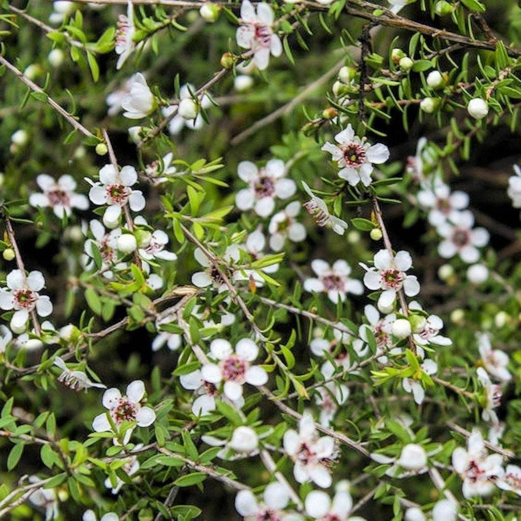 Manuka Honey Tea Tree seeds