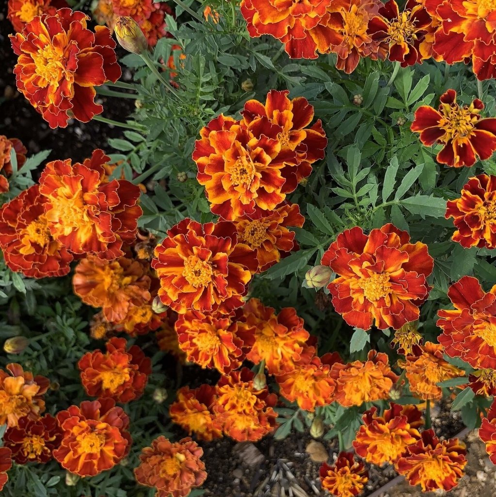 Marigold - Bonita Mixed seeds - Happy Valley Seeds