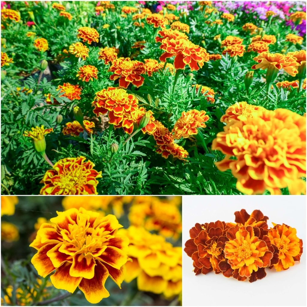 Marigold - Sparky Mixed seeds - Happy Valley Seeds