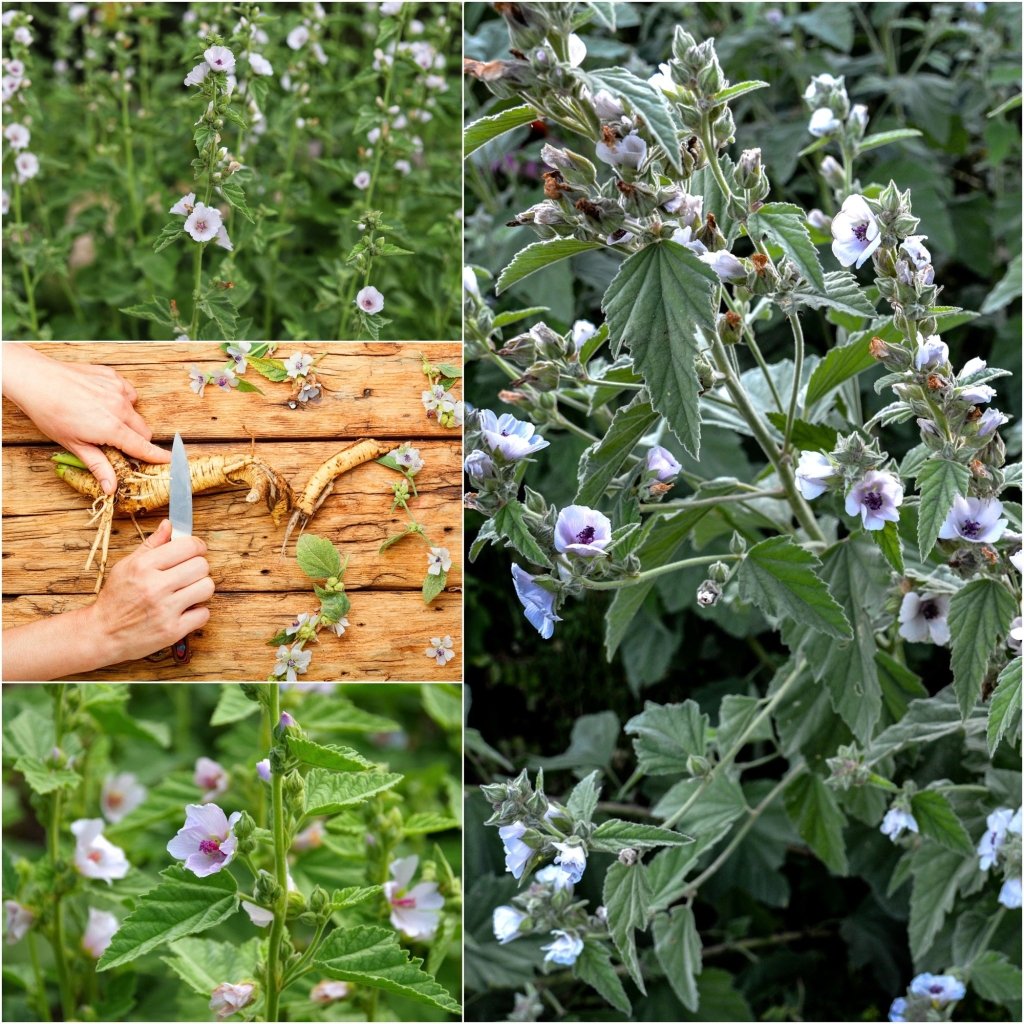 Marshmallow seeds - Happy Valley Seeds