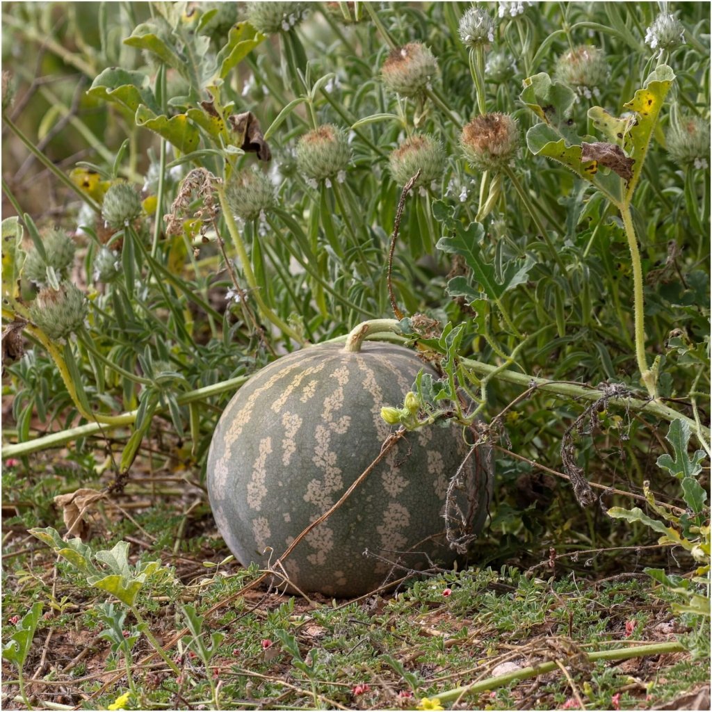 Melon Jam (Preserving, Red Seeded Citron) seeds - Happy Valley Seeds