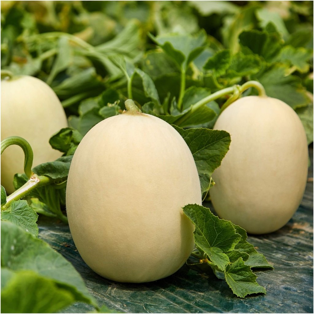 Melon Sakata Sweet seeds - Happy Valley Seeds