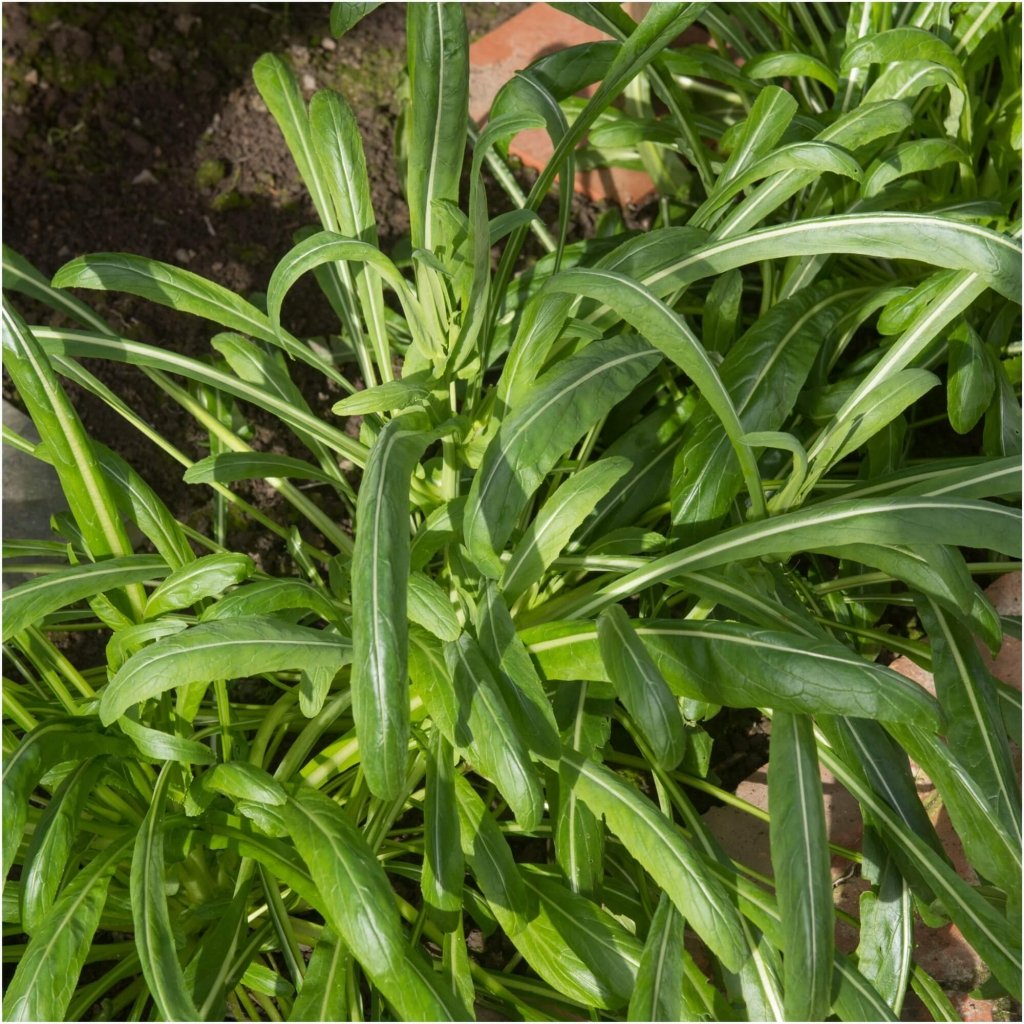 Mibuna - Green Boy seeds - Happy Valley Seeds