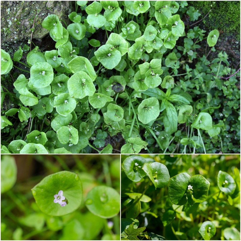 Miner's Lettuce seeds - Happy Valley Seeds