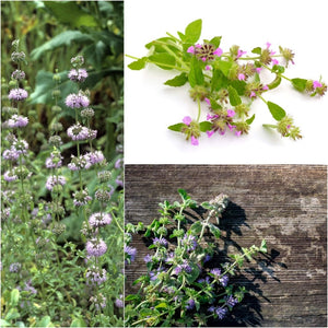Mint - Pennyroyal seeds