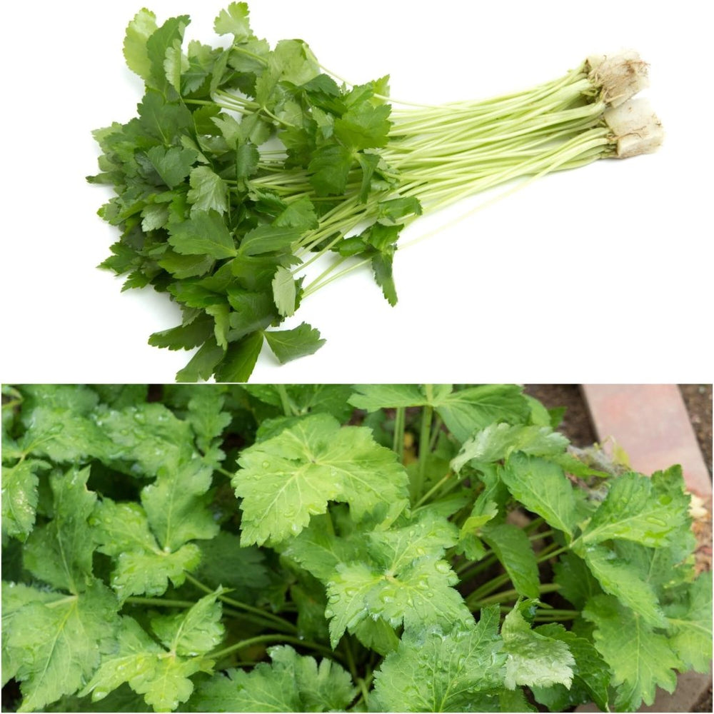 Buy Mitsuba (Japanese Wild Parsley) seeds Online Happy Valley Seeds