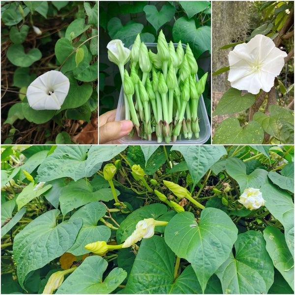 Moon Flower Seeds
