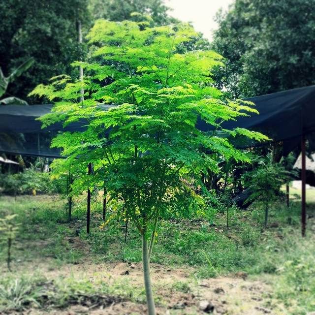 Moringa Tree seeds