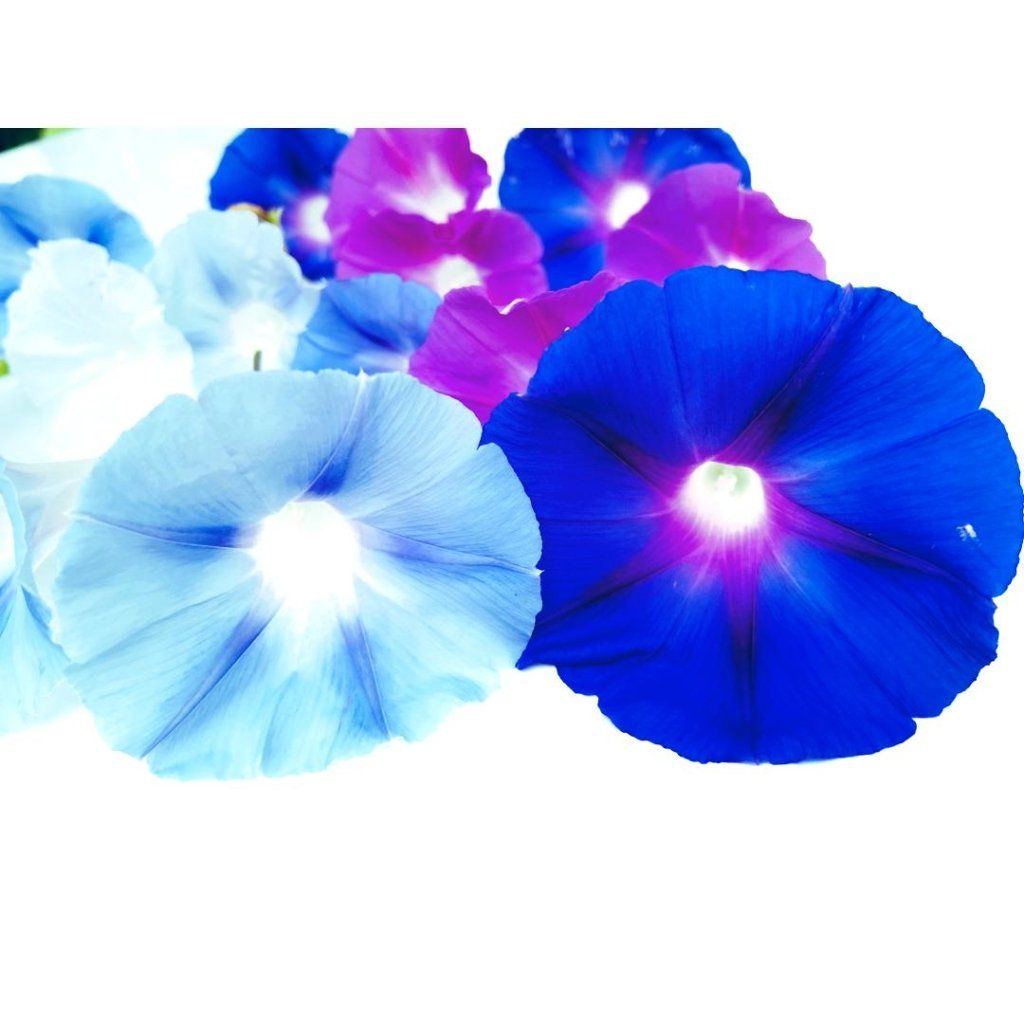 Morning Glory - Mixed Colours seeds - Happy Valley Seeds