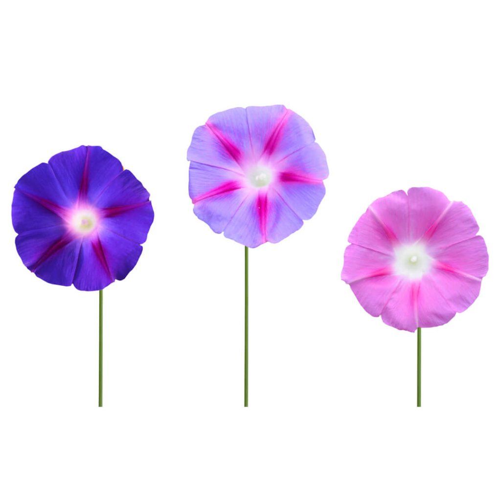 Morning Glory - Mixed Colours seeds - Happy Valley Seeds
