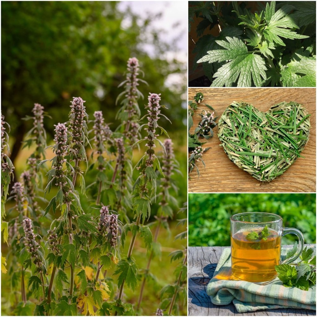 Motherwort seeds - Happy Valley Seeds