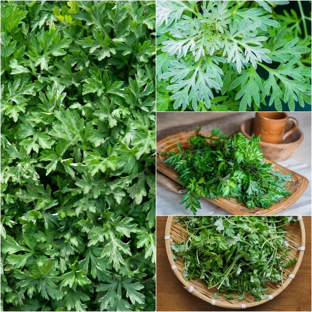 Mugwort seeds - Happy Valley Seeds