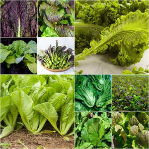 Mustard - Heirloom Mix seeds