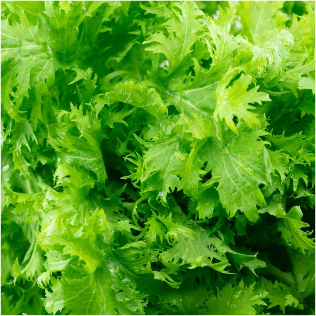 Mustard - Wasabina seeds - Happy Valley Seeds