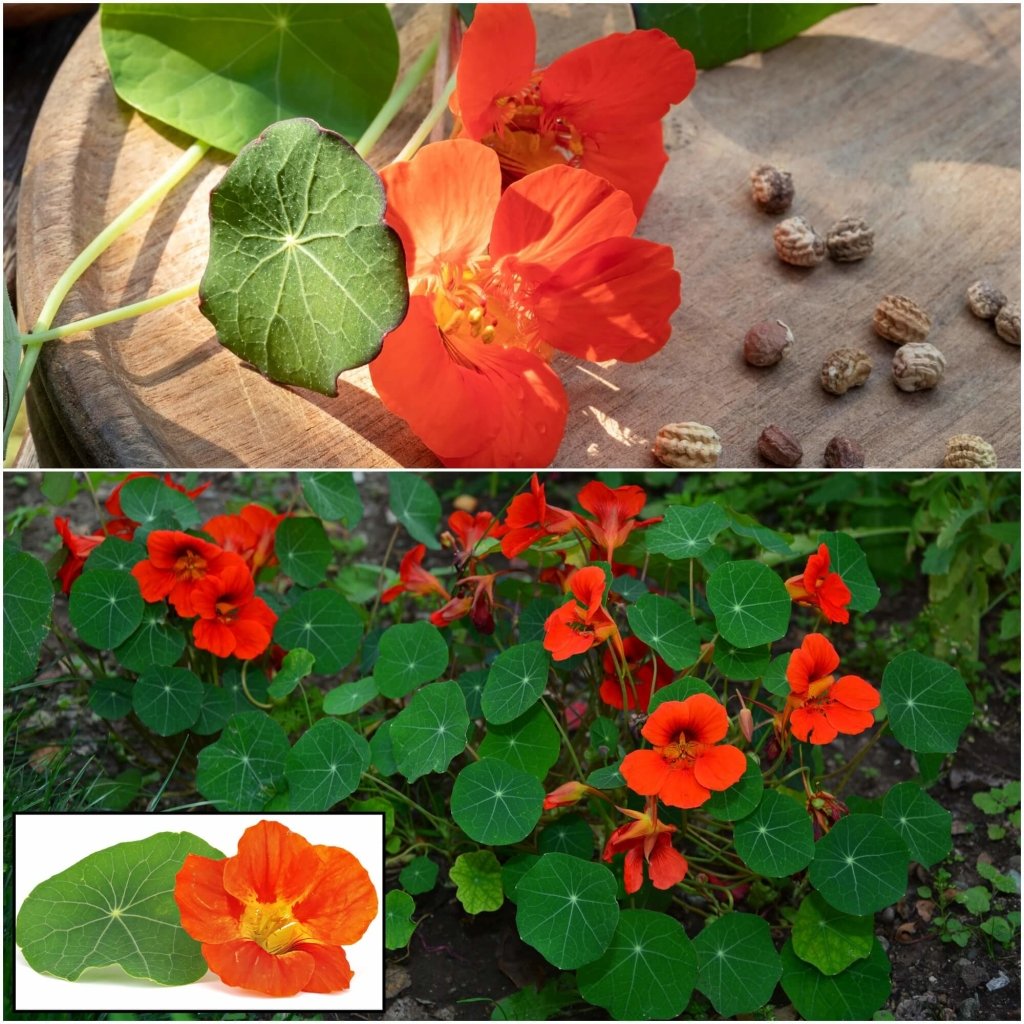 Buy Nasturtium Double Jewel Mix seeds Online Happy Valley Seeds