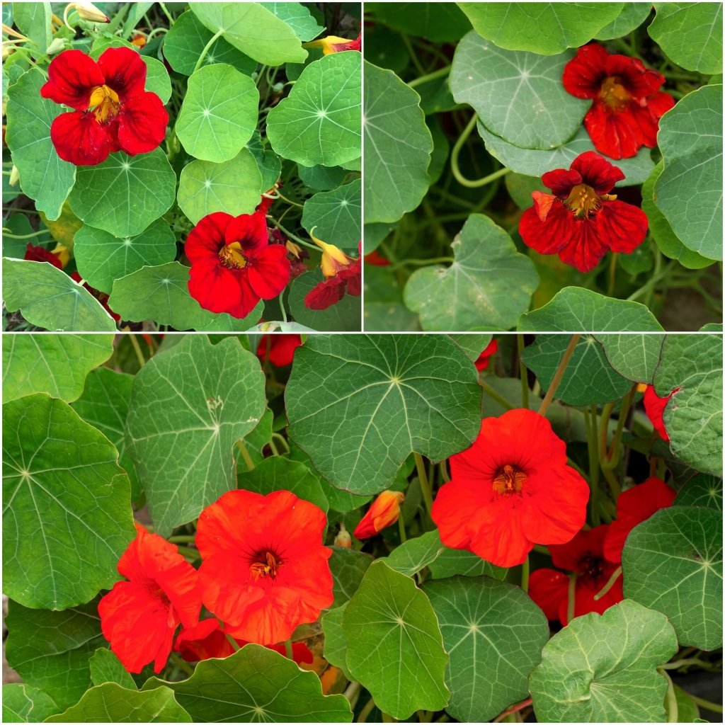 Nasturtium - Empress of India seeds - Happy Valley Seeds