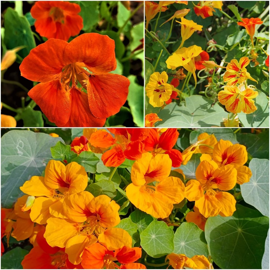 Nasturtium - Jewel Mix seeds - Happy Valley Seeds