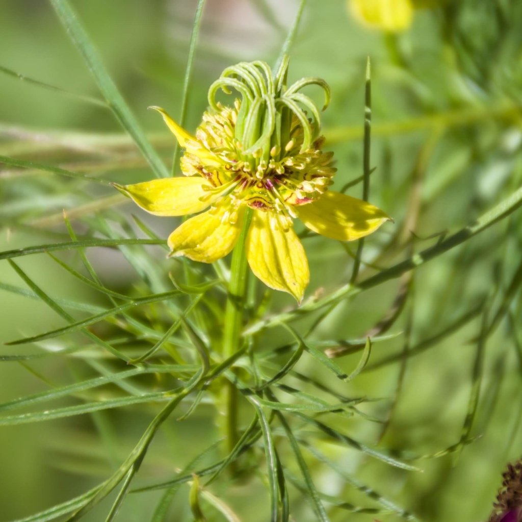 Nigella - Transformer Yellow seeds - Happy Valley Seeds