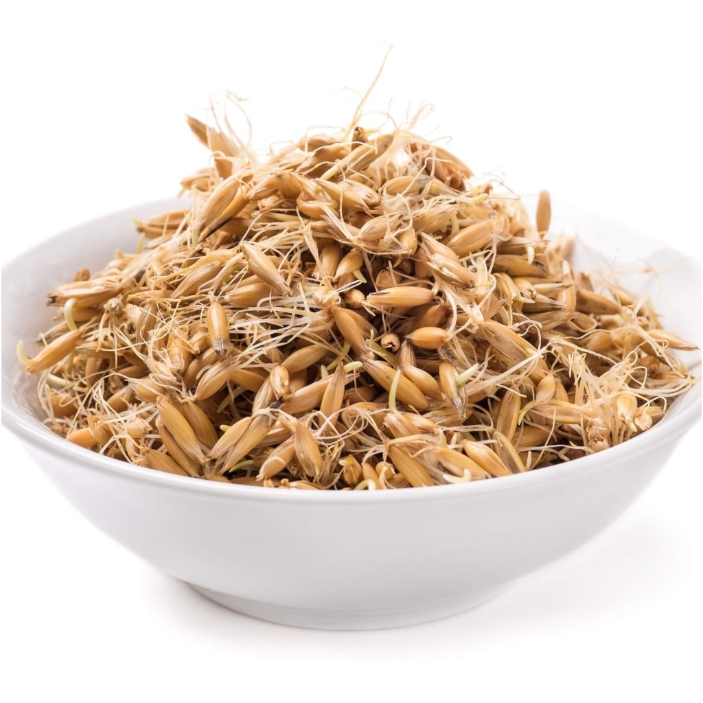 Oat Grain Grass Seeds - Happy Valley Seeds