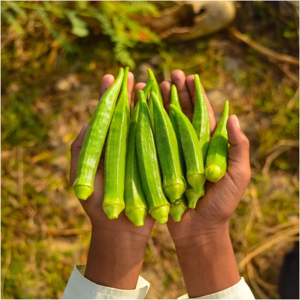 Buy Okra seeds Online Happy Valley Seeds
