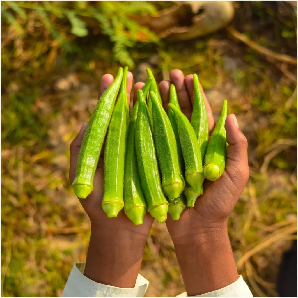 Okra - Clemsons Spineless seeds - Happy Valley Seeds