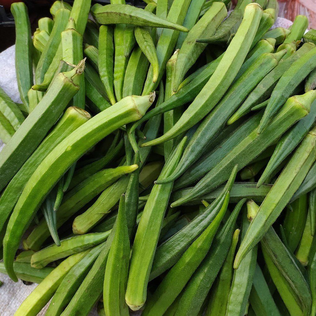 Okra - Cows Horn seeds - Happy Valley Seeds