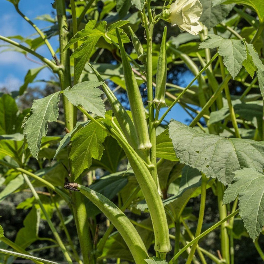 Okra - Cows Horn seeds - Happy Valley Seeds