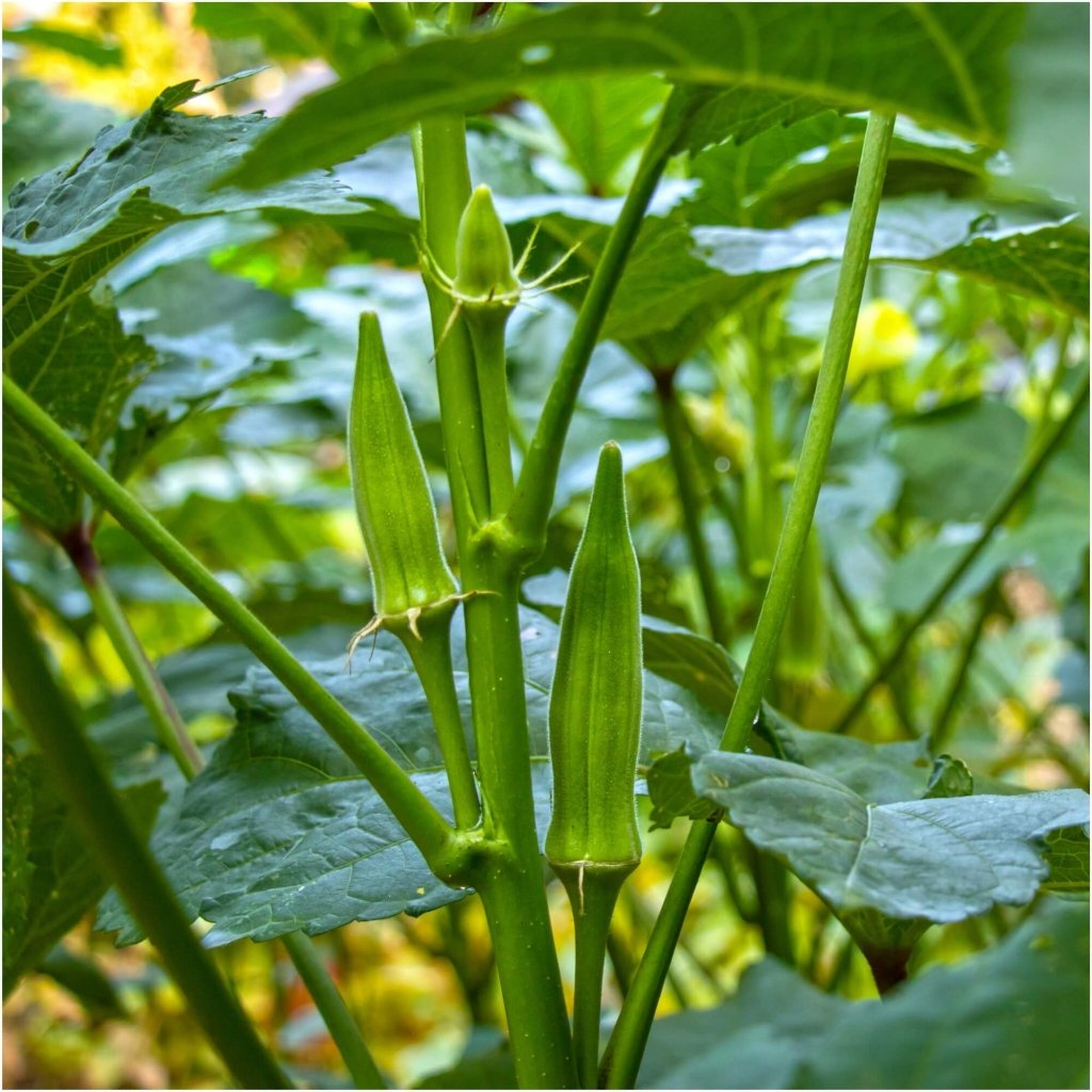 Okra - Emerald seeds - Happy Valley Seeds