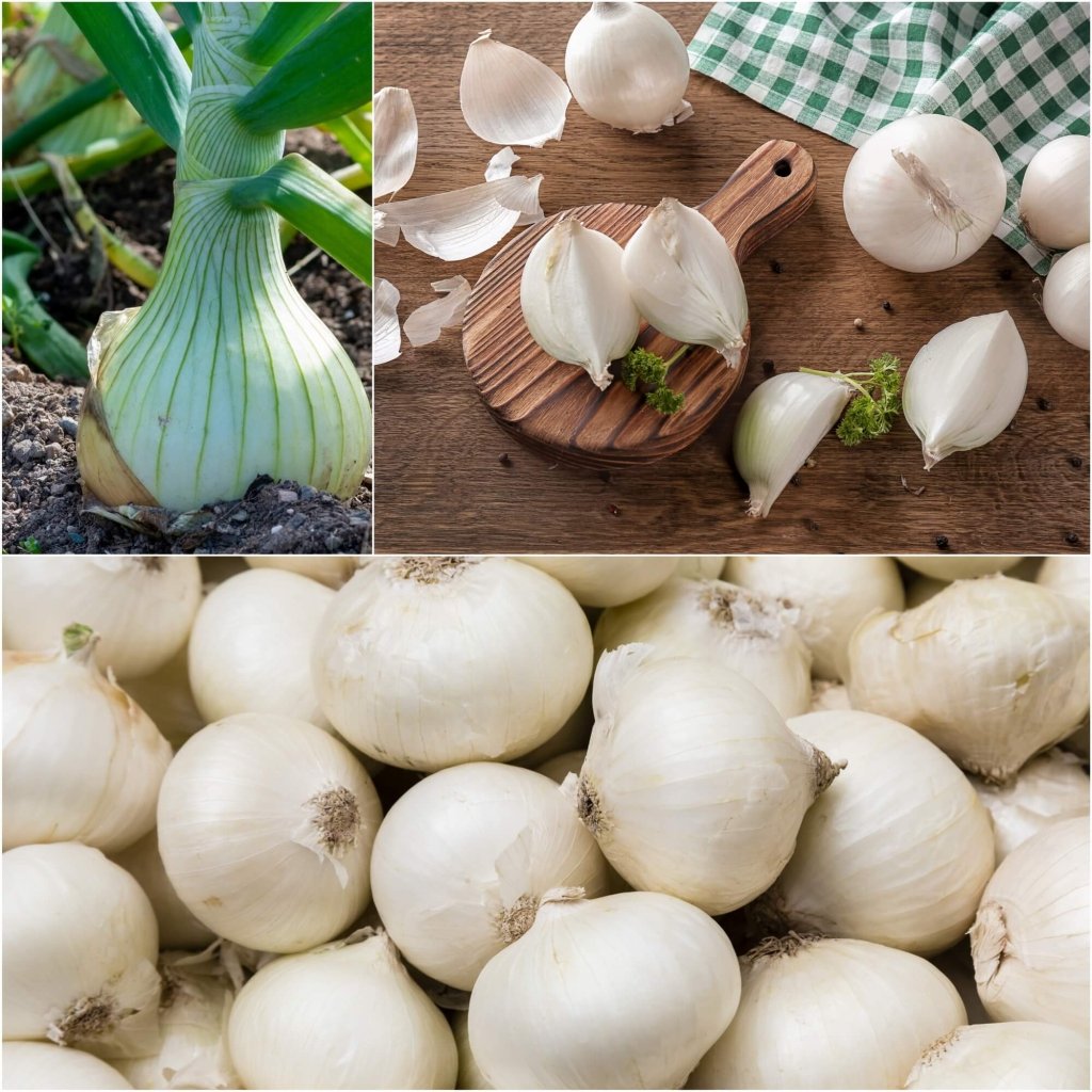 Onion - Early White Grano seeds - Happy Valley Seeds