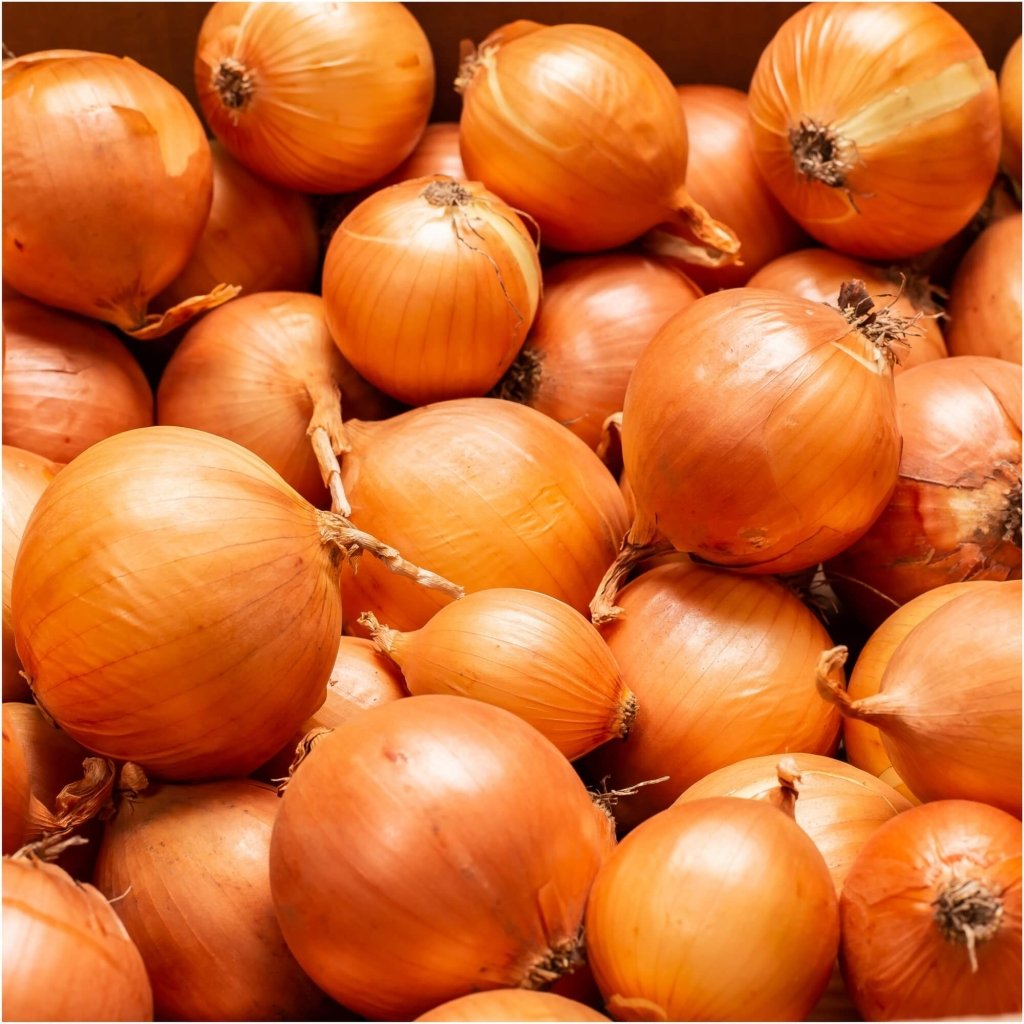 Onion - Extra Early Creamgold seeds - Happy Valley Seeds