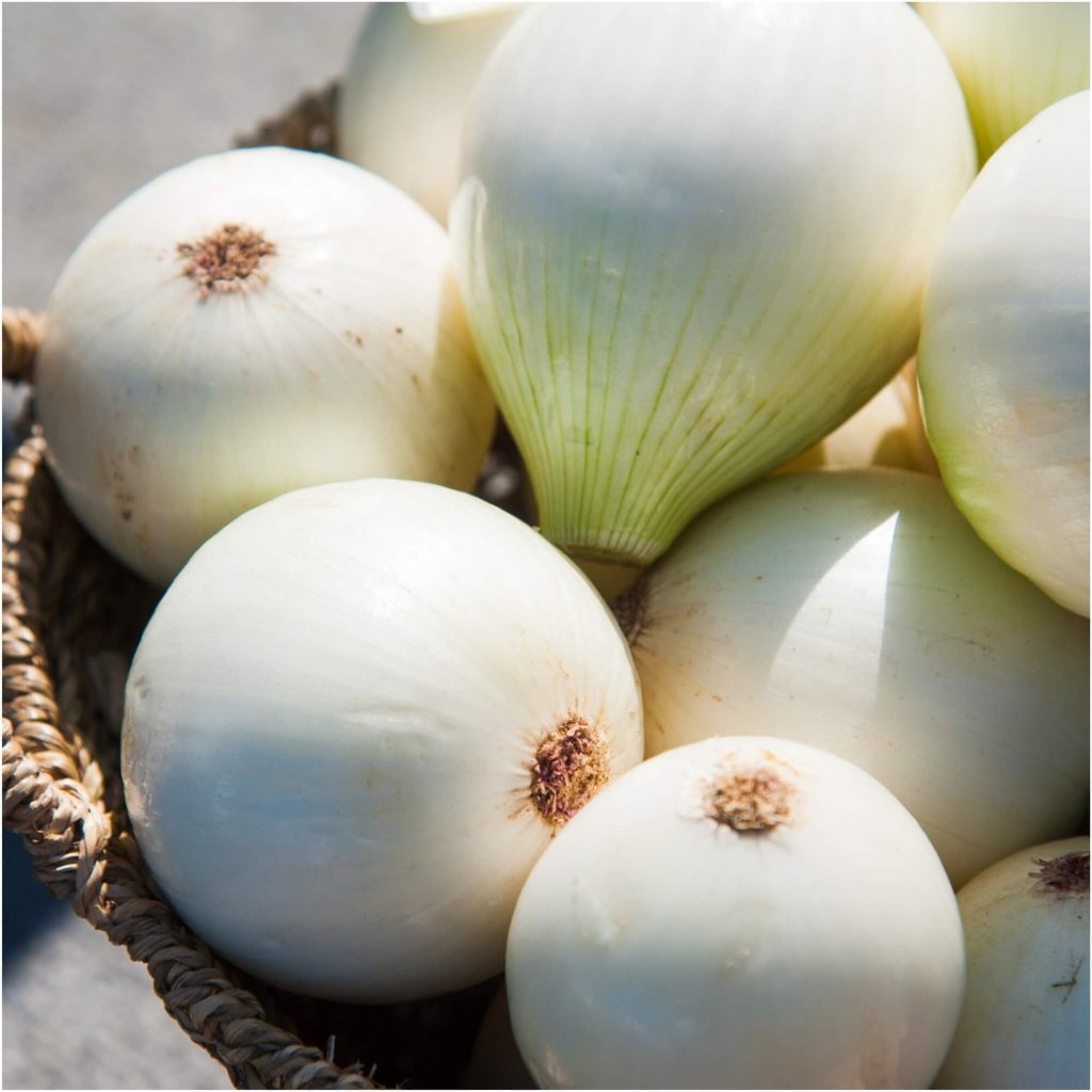 Onion - Gladalan White seeds - Happy Valley Seeds