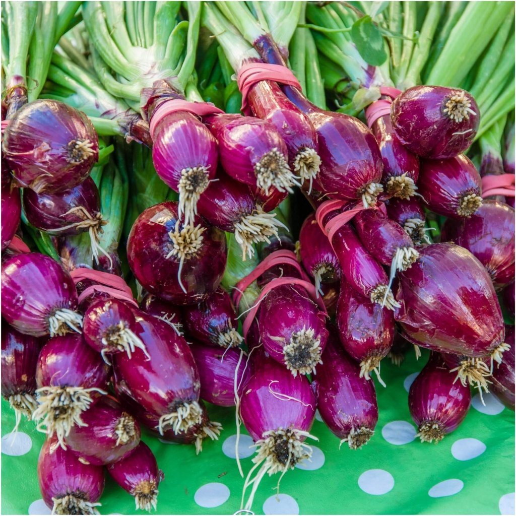 Onion - Red Sango seeds - Happy Valley Seeds