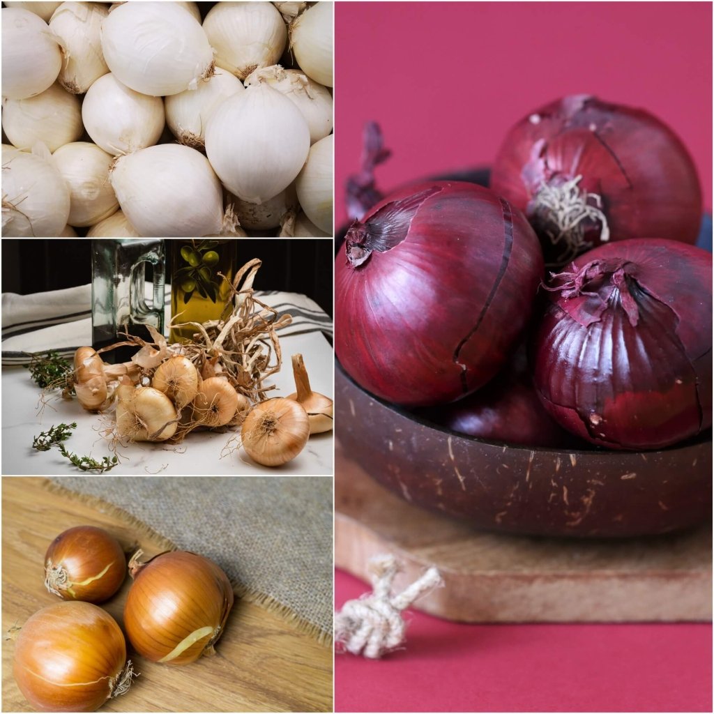 Onion Seeds - Assorted 4 Packs - Happy Valley Seeds