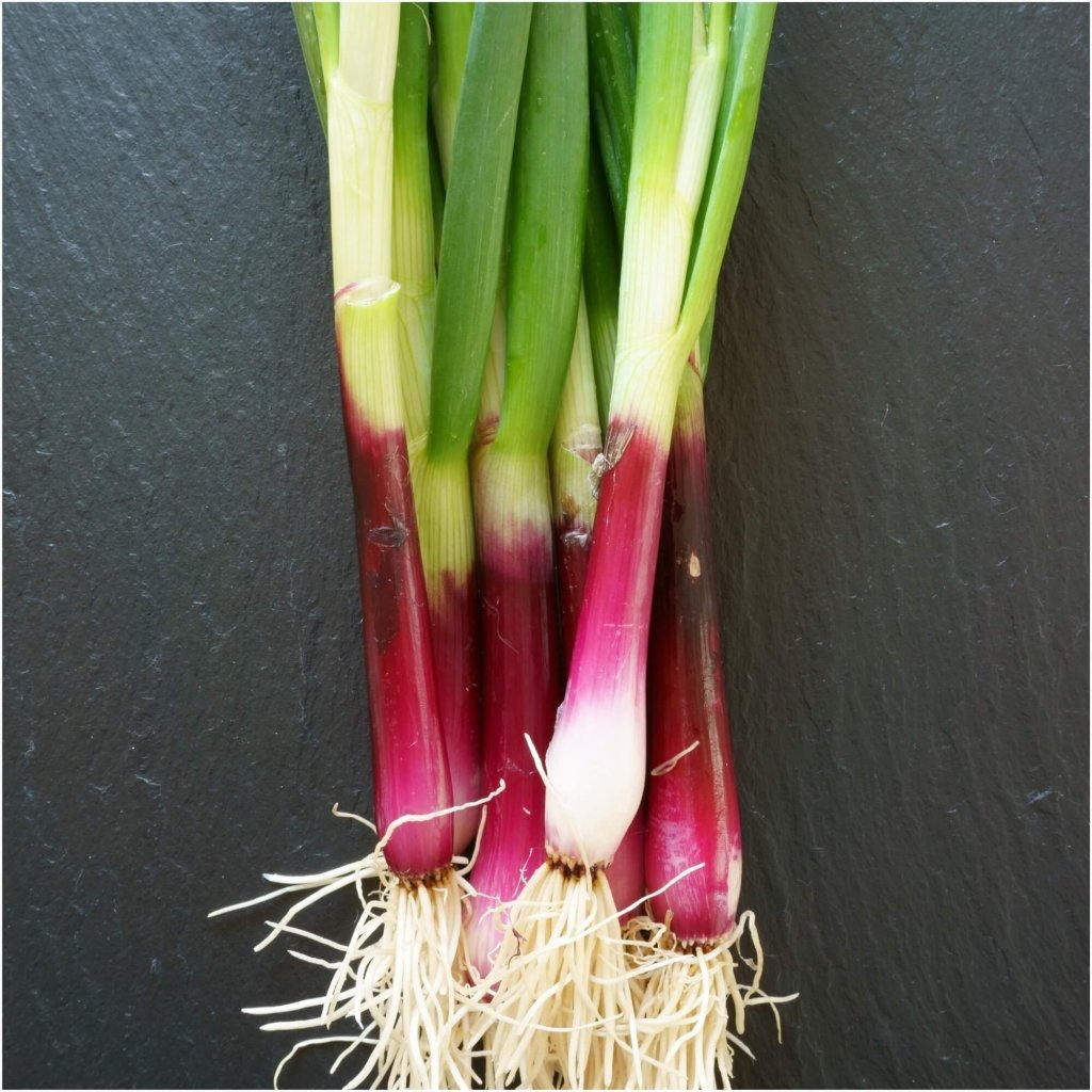 Onion (Spring) - Candy Stick Red seeds - Happy Valley Seeds