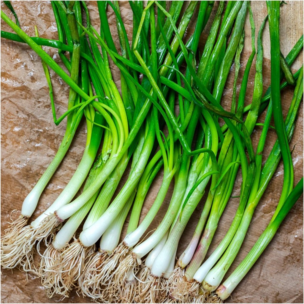 Onion (Spring) - Evergreen seeds - Happy Valley Seeds