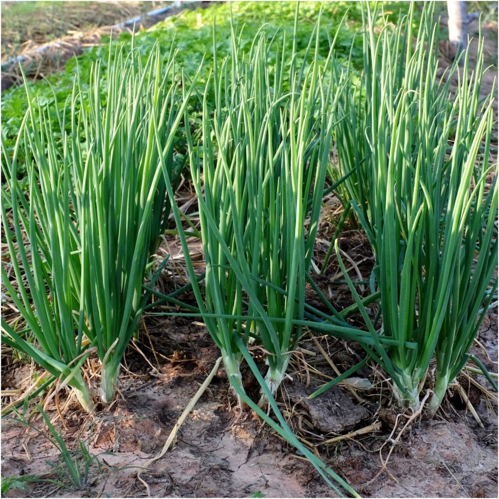 Onion (Spring) - Everlast F1 seeds - Happy Valley Seeds