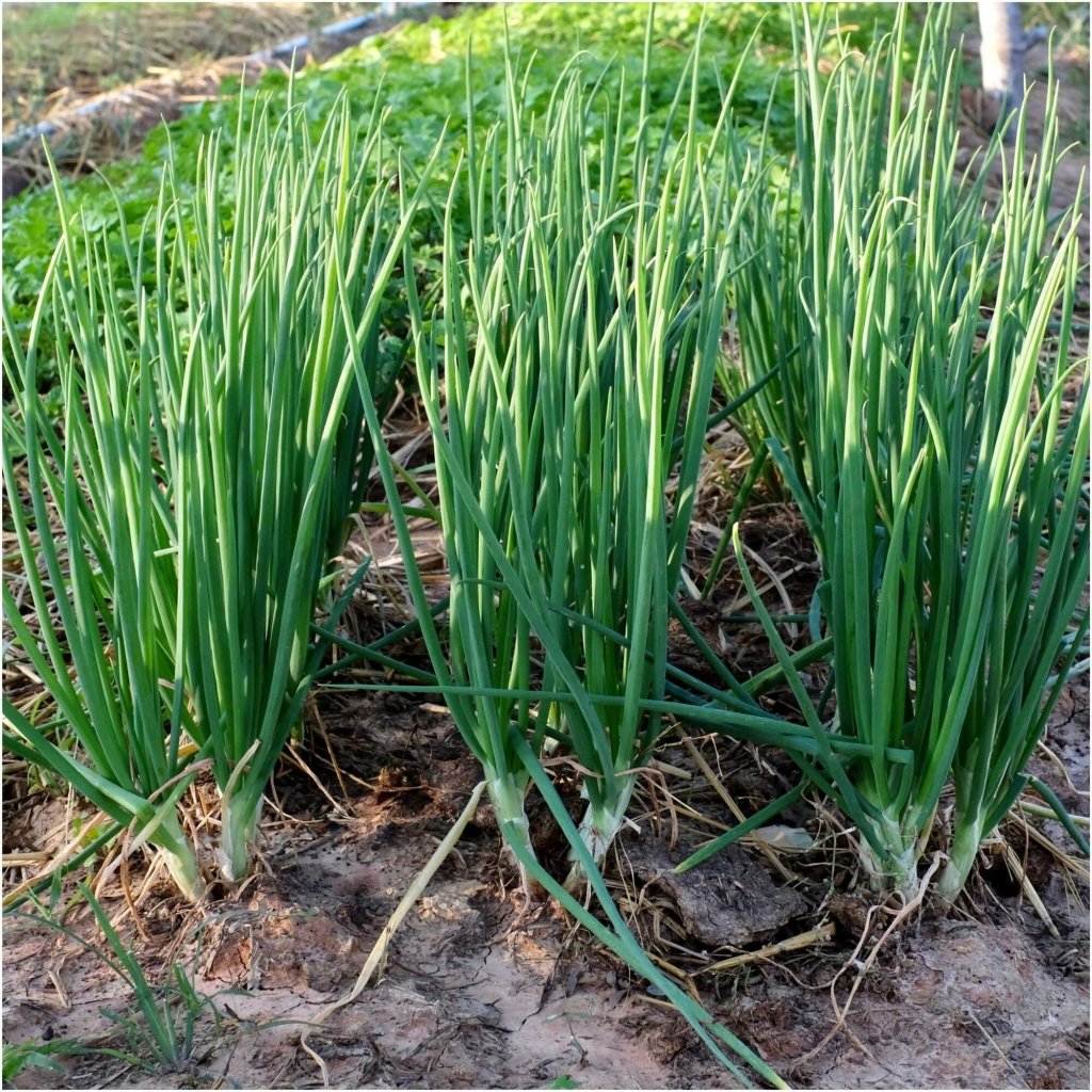 Onion (Spring) - Everlast F1 seeds - Happy Valley Seeds
