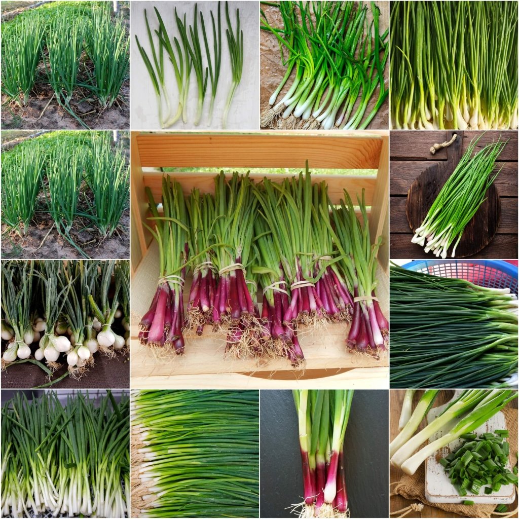 Onion (Spring) - Heirloom Mix seeds - Happy Valley Seeds