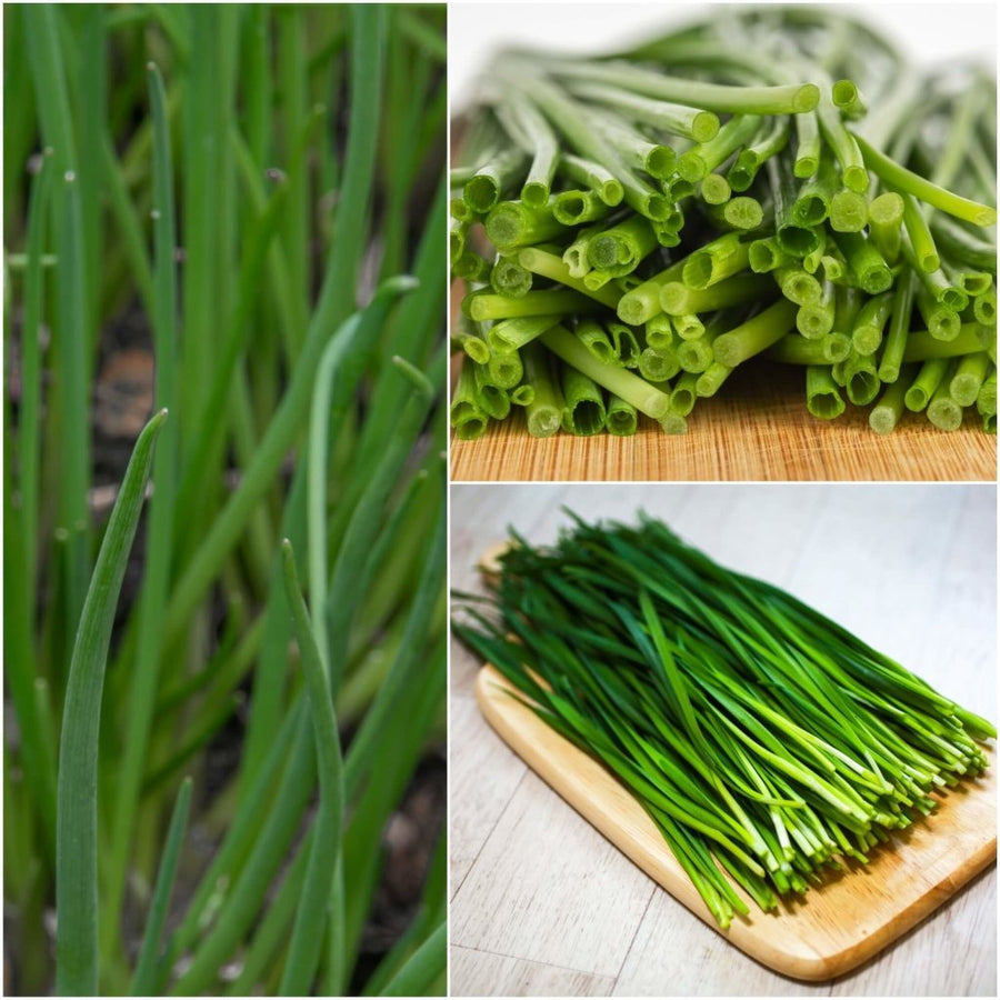 Packing Spring Onion Buy Spring Onion Natsuyo Seeds Online | Happy Valley Seeds