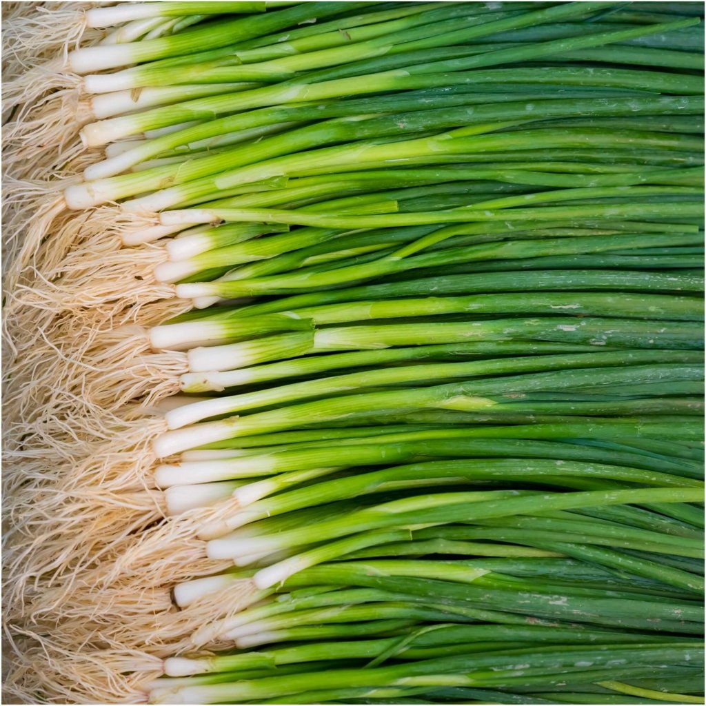 Onion (Spring) - Paragon seeds - Happy Valley Seeds
