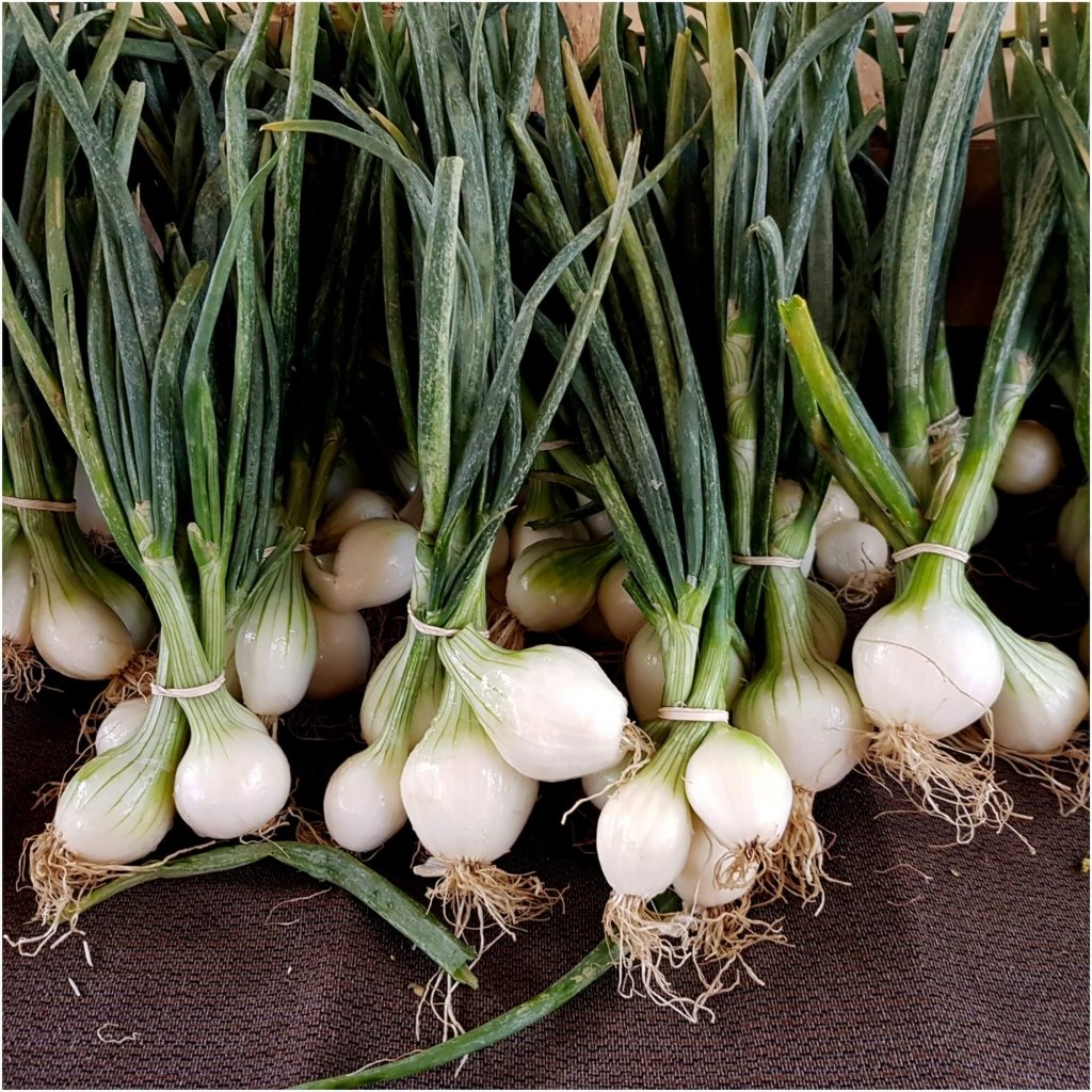 Onion (Spring) - Pompei seeds - Happy Valley Seeds