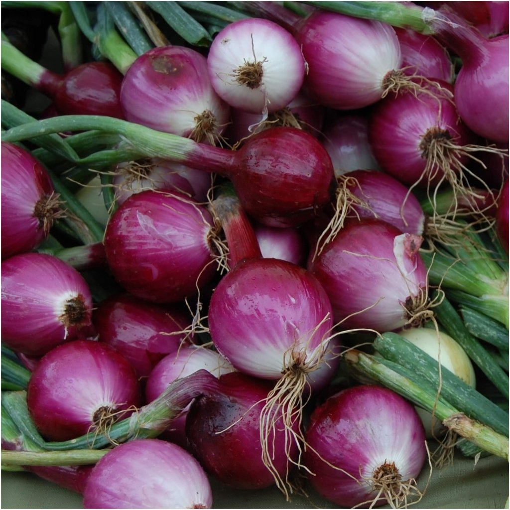 Onion (Spring) - Purplette seeds - Happy Valley Seeds