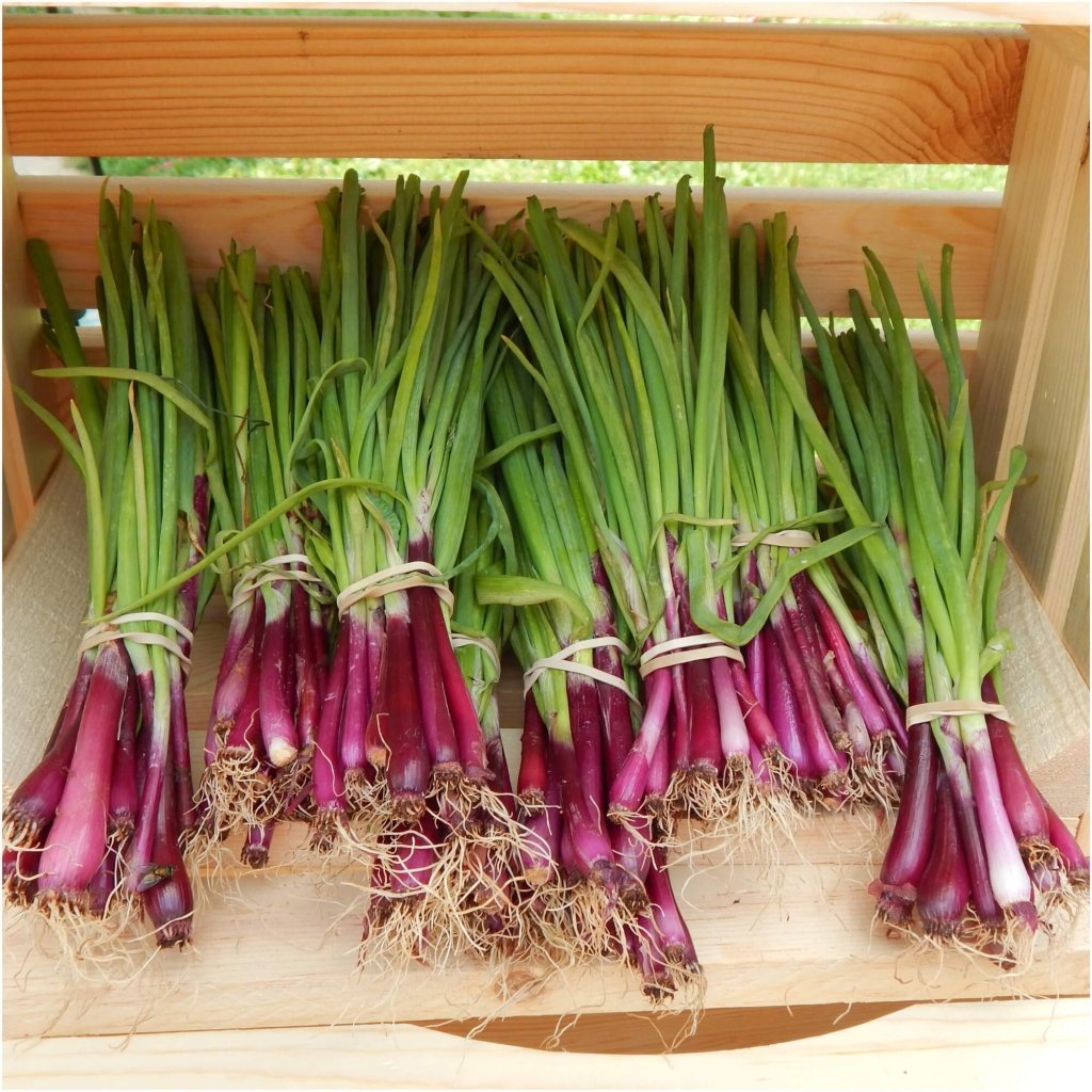 Onion (Spring) - Red (Bunching Red Beard) seeds - Happy Valley Seeds