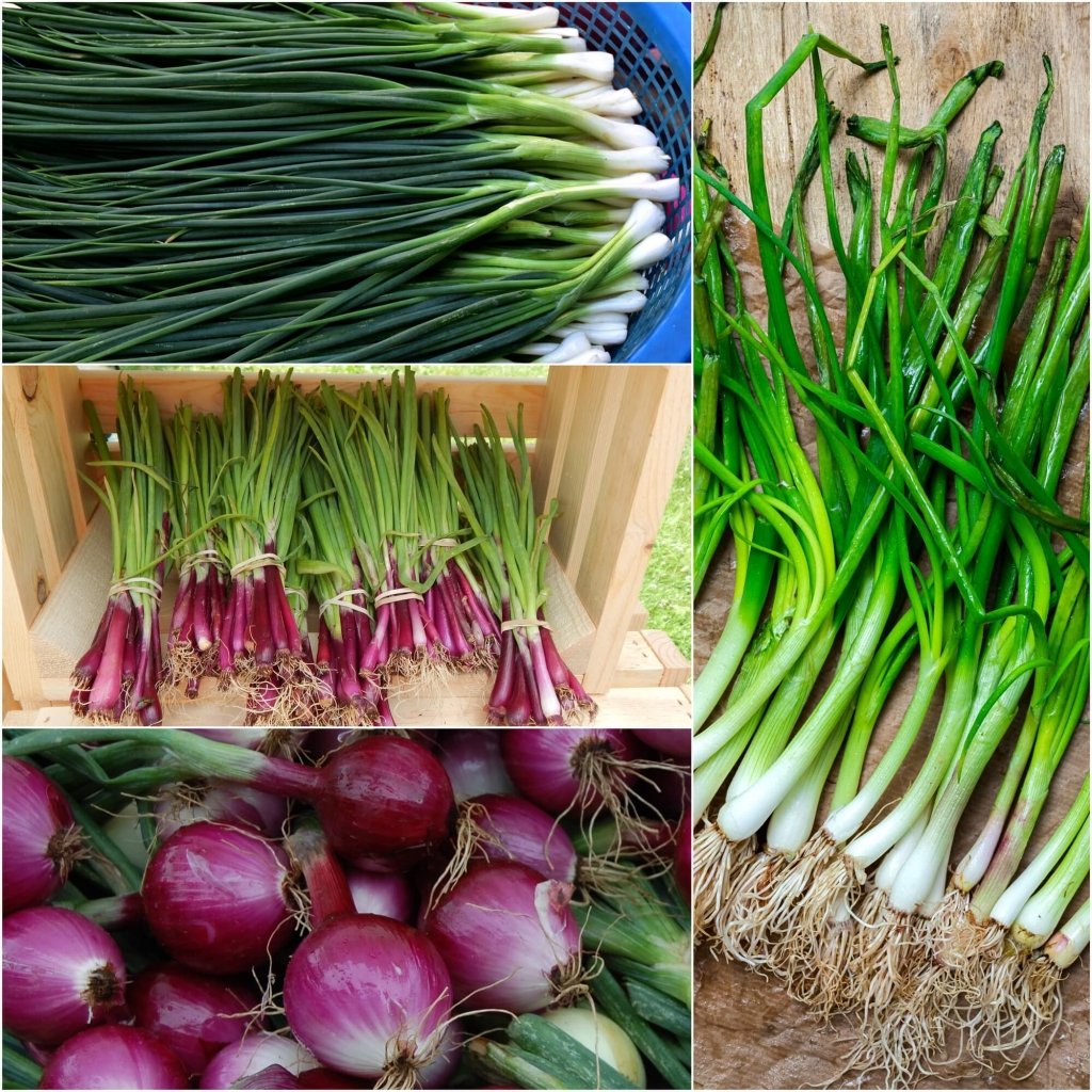 Onion (Spring) Seeds - Assorted 4 Packs - Happy Valley Seeds