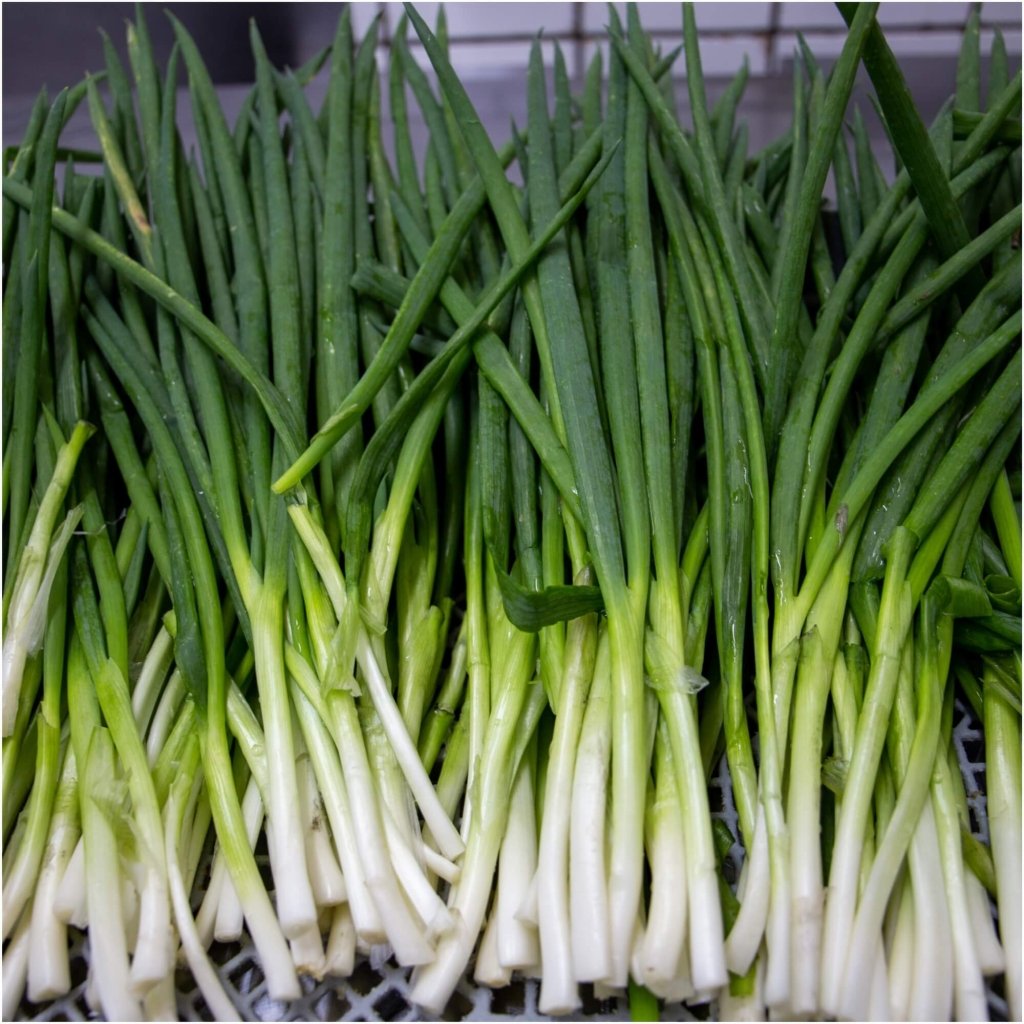 Onion (Spring) - Straight Leaf seeds - Happy Valley Seeds