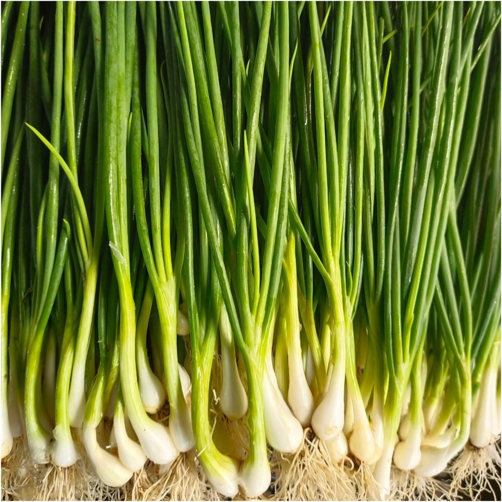 Onion (Spring) - White Lisbon seeds - Happy Valley Seeds