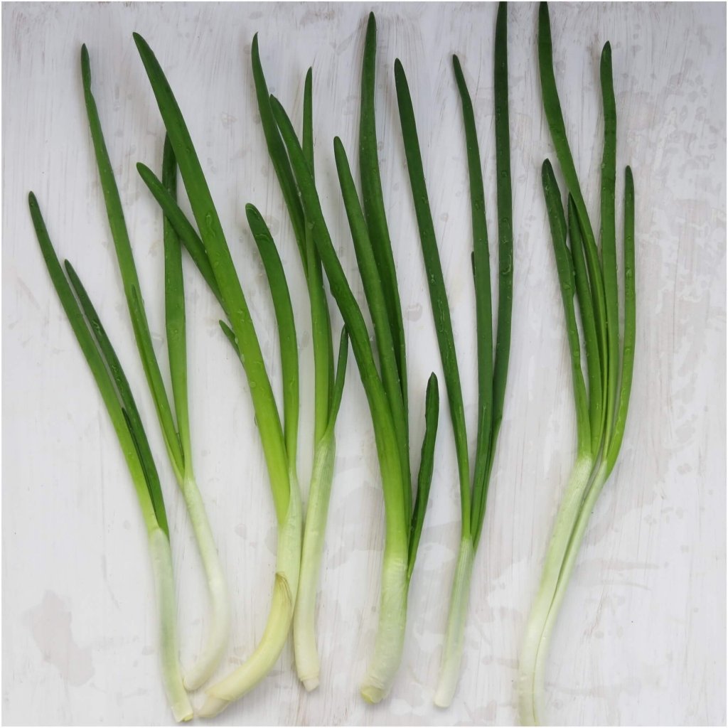 Onion (Spring) - White Rod seeds - Happy Valley Seeds